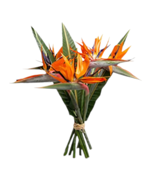 Bouquet di sterlizie