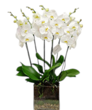 Orchidea phalaenopsis con 6 rami