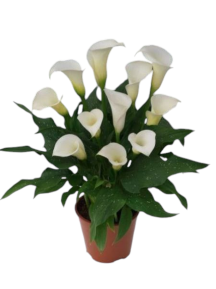 Calla bianca