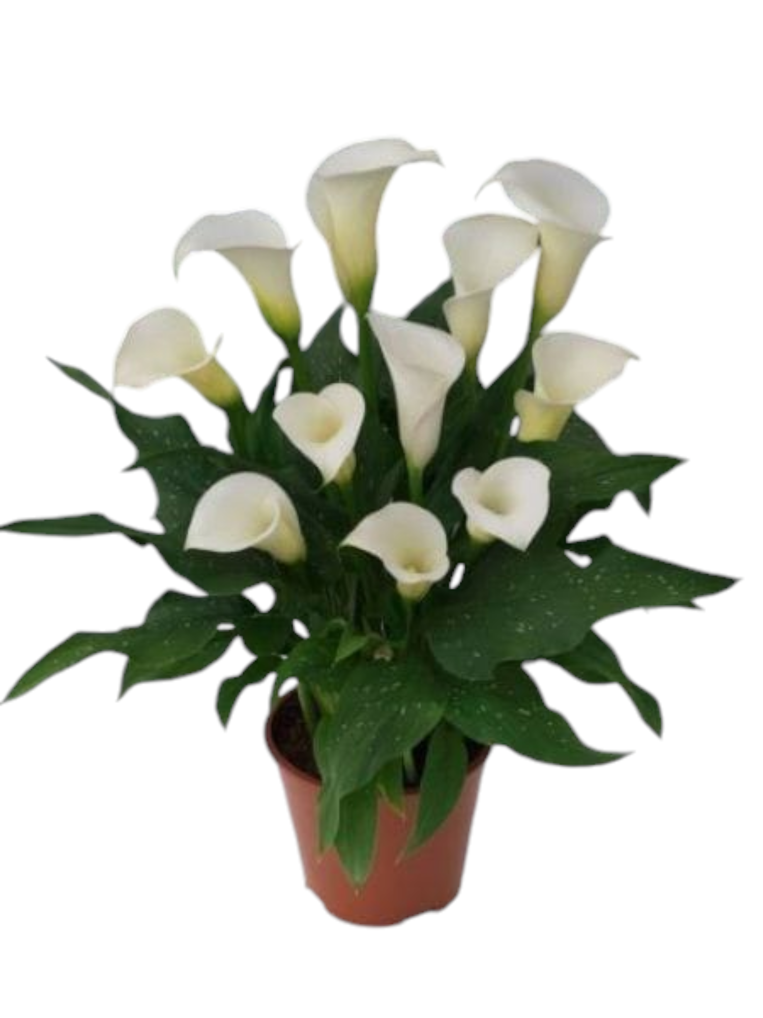 Featured image for “Calla bianca”