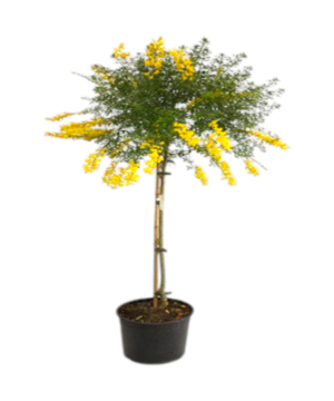 Alberello Cytisus ginestra