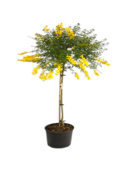 Alberello Cytisus ginestra