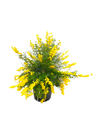 Cytisus ginestra cespuglio