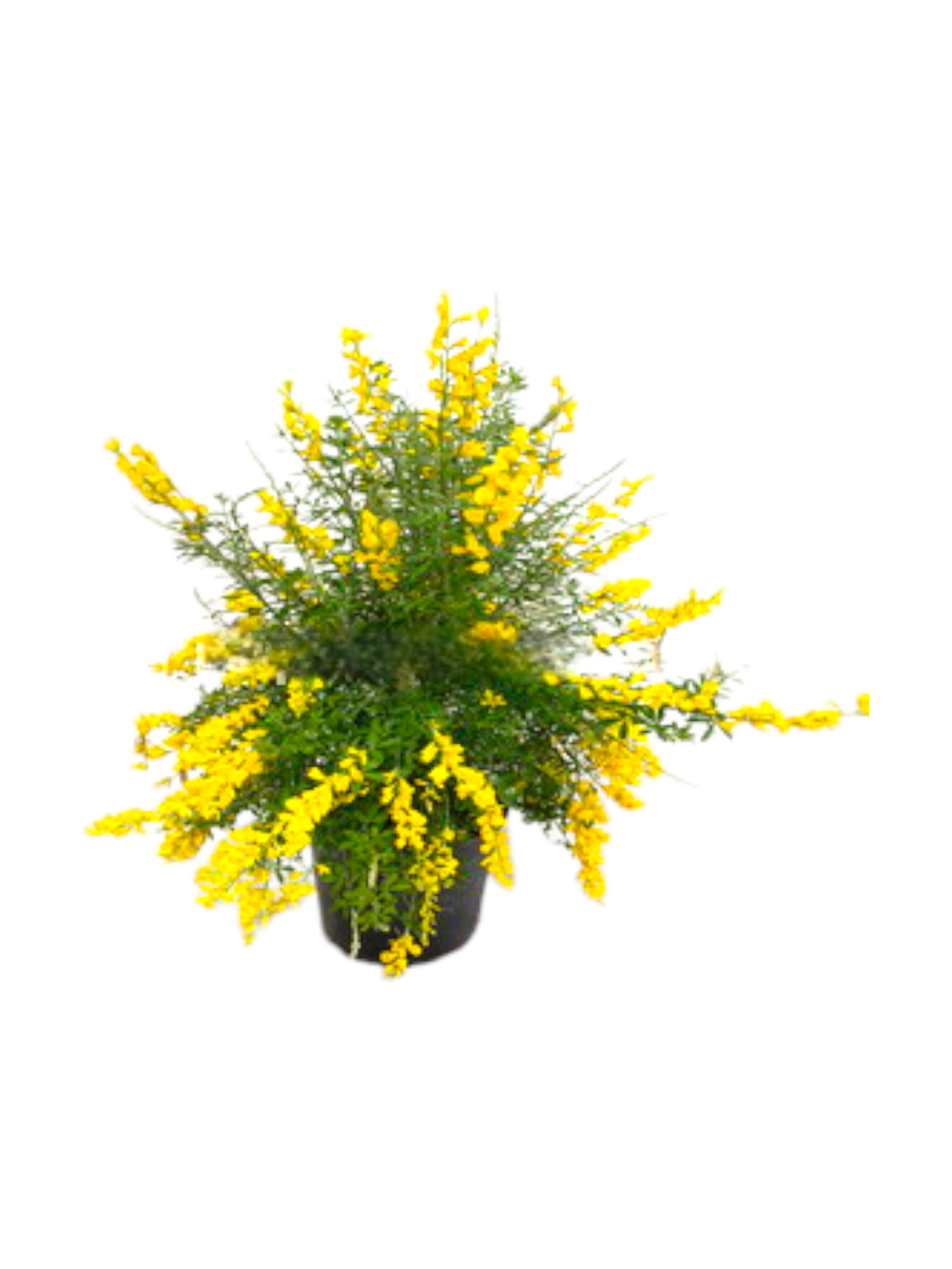 Featured image for “Cytisus ginestra cespuglio”