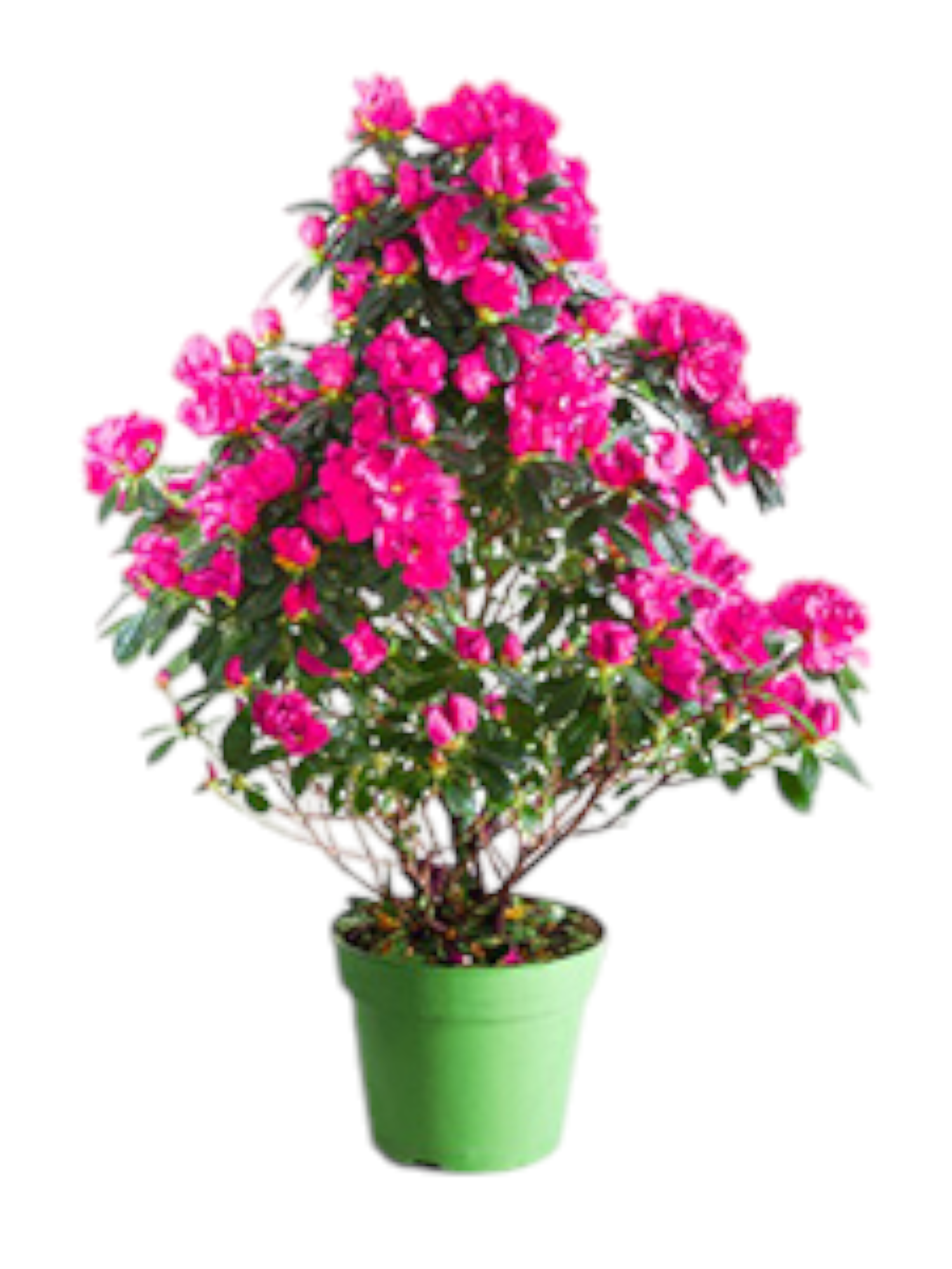 Featured image for “Azalea a piramide”