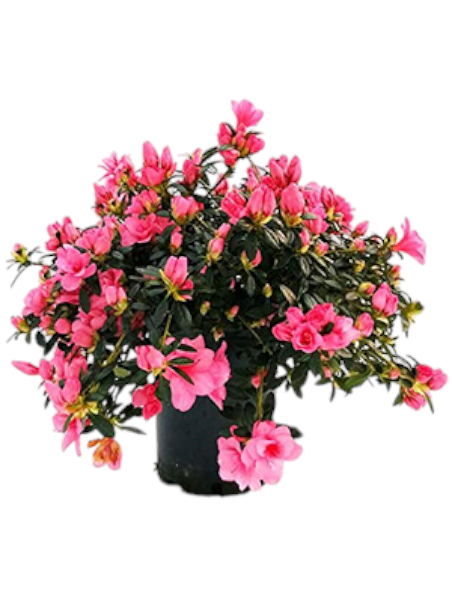 Featured image for “Azalea a cespuglio”