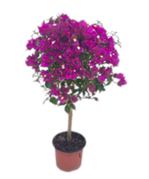 Bougainvillea ad alberello