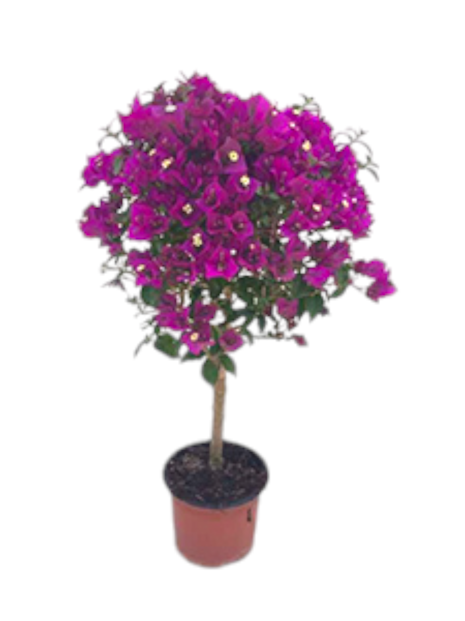 Featured image for “Bougainvillea ad alberello”