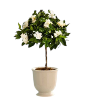 Gardenia ad alberello