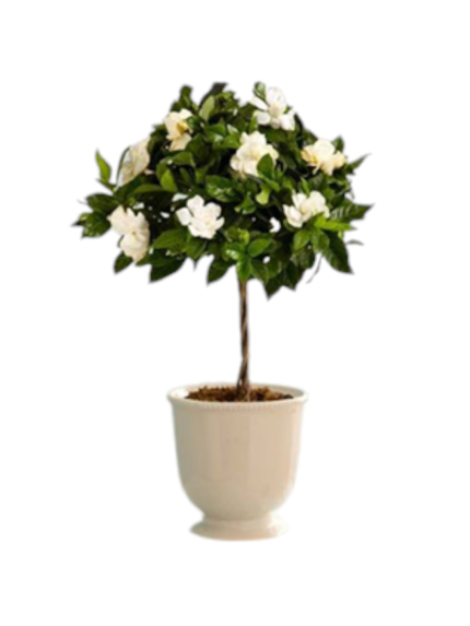 Gardenia ad alberello