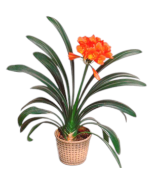 Pianta Clivia