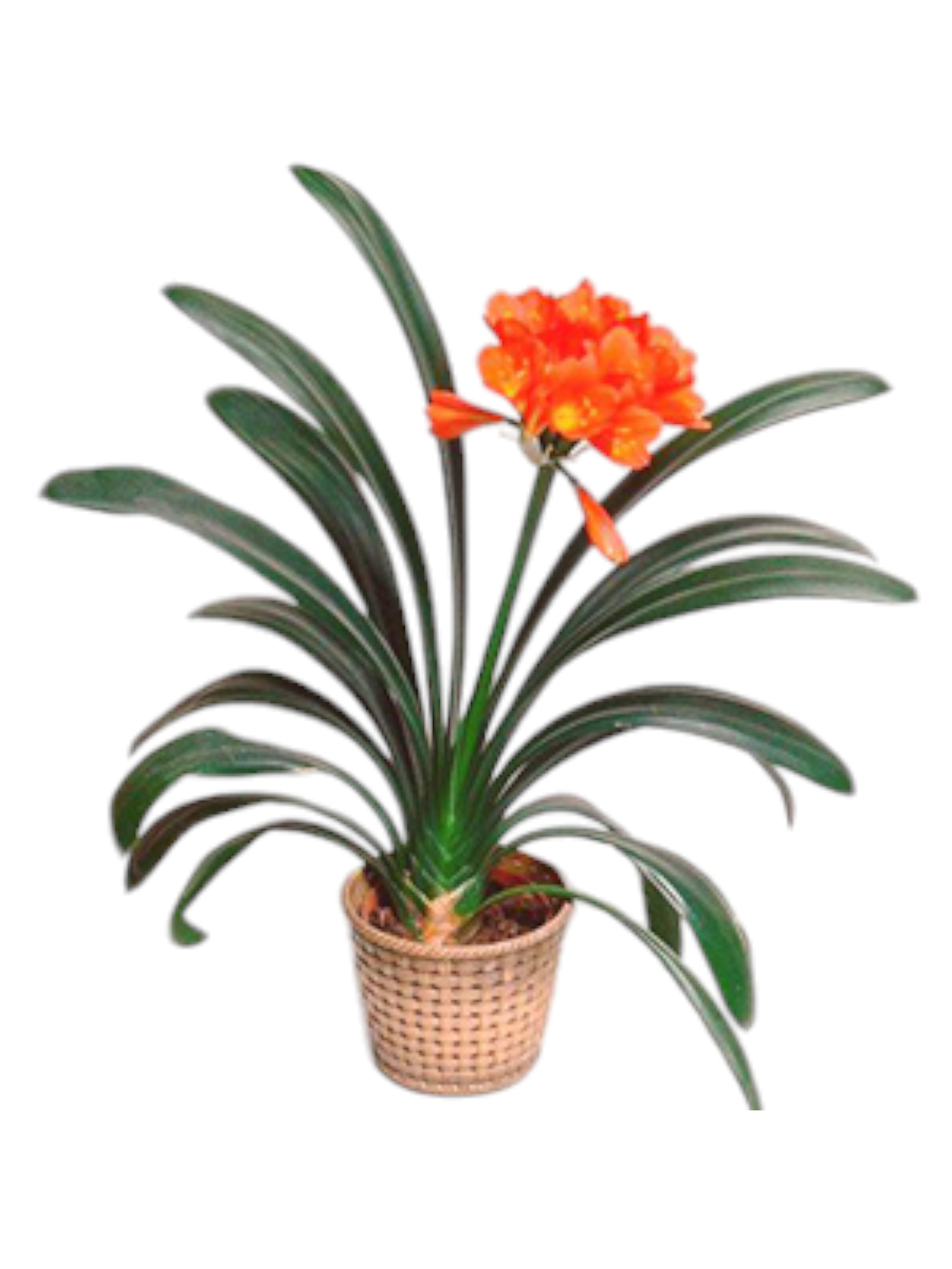 Featured image for “Pianta Clivia”