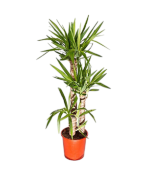 Yucca 3 tronchi