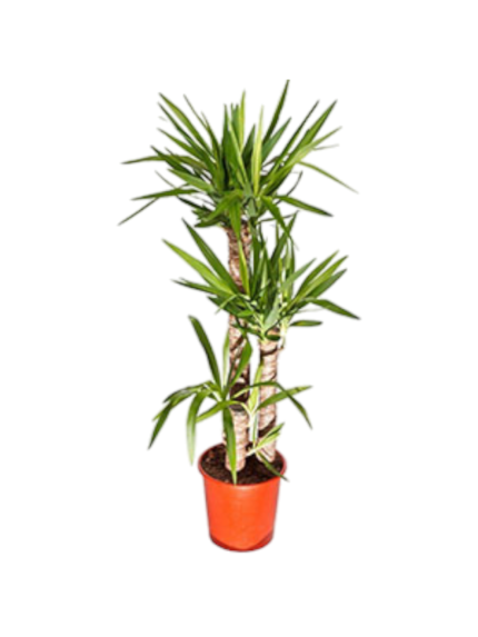 Yucca 3 tronchi