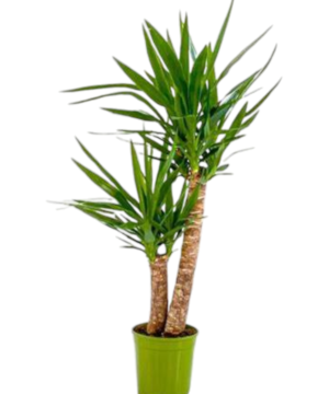 Yucca 2 tronchi