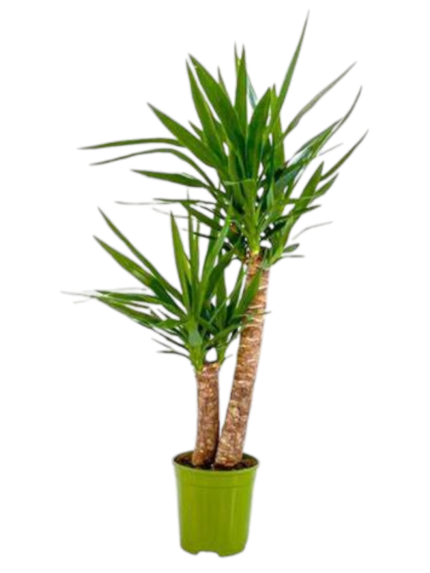 Yucca 2 tronchi