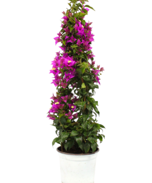 Pianta Bougainvillea rampicante