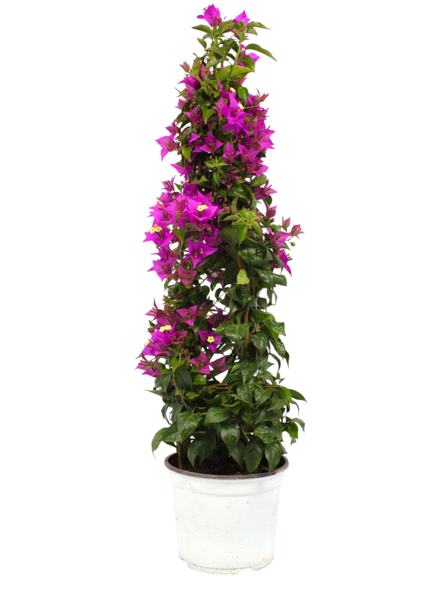 Featured image for “Pianta Bougainvillea rampicante”