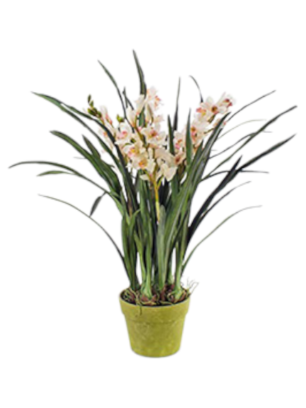 Orchidea Cymbidium bianca