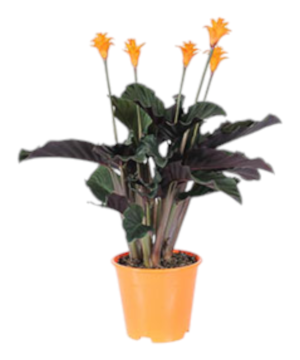 Calathea crocata