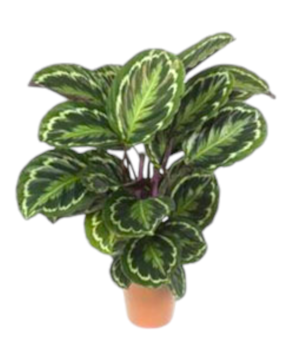 Pianta di Calathea