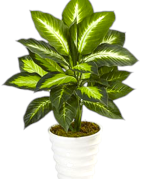 Pianta Dieffenbachia