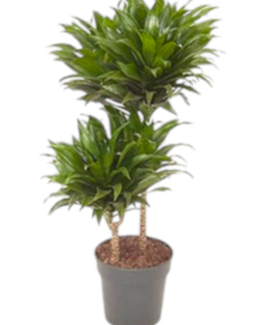 Dracena compatta