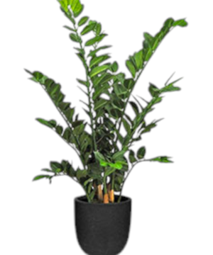 Palma zamioculcas (grande)