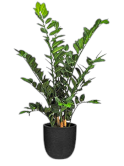 Palma zamioculcas (grande)