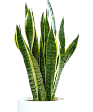Sanseveria