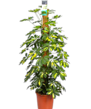 Schefflera