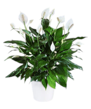 Spathiphyllum-Spatafillo