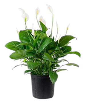 Spathiphyllum