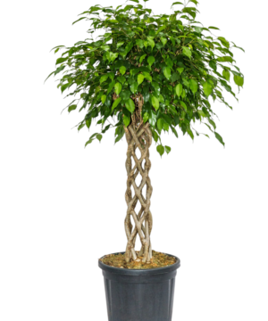 Ficus Benjamin a fusto intrecciato grande