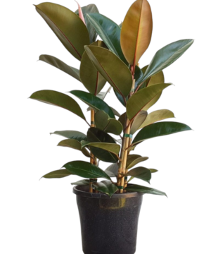 Ficus robusta