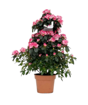 Azalea a piramide