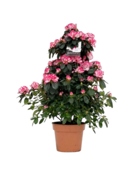 Azalea a piramide
