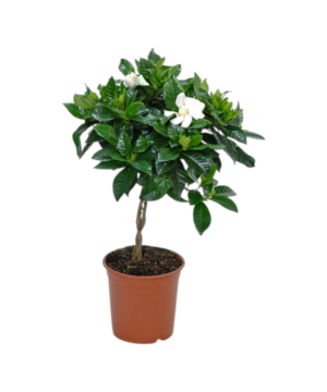 Gardenia ad alberello