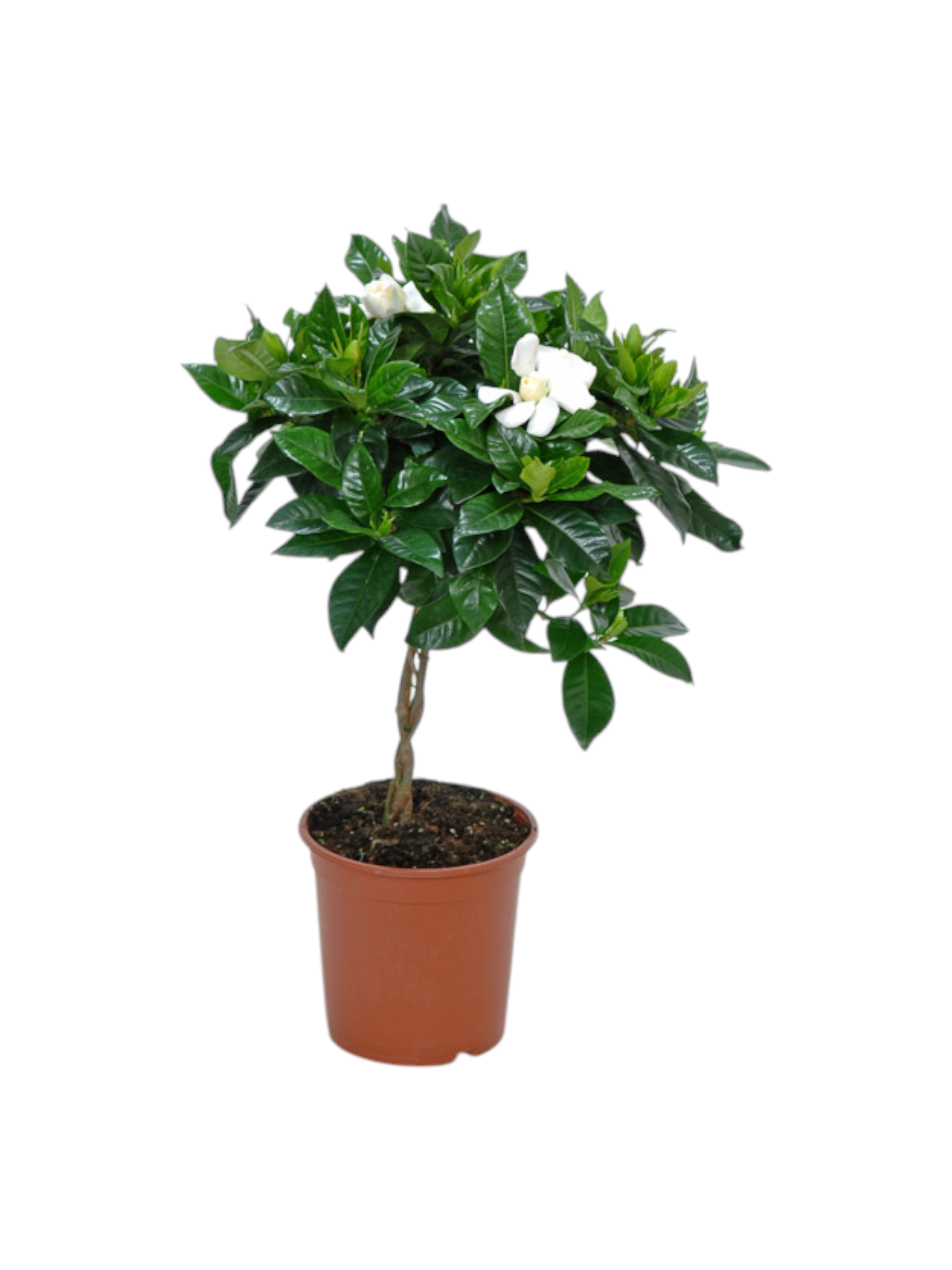 Featured image for “Gardenia ad alberello”