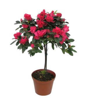 Azalea alberello