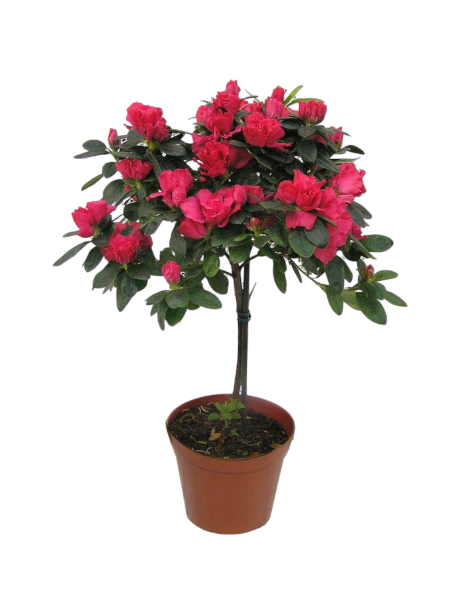 Featured image for “Azalea ad alberello”