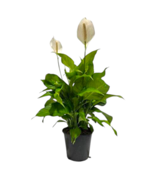 Spathiphyllum