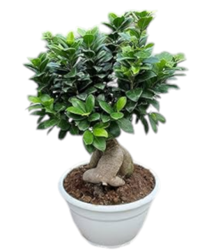 Bonsai Ginseng piccolo