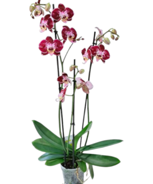 Orchidea Phalaenopsis a 3 rami bicolore