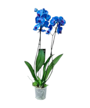 Orchidea Phalaenopsis blu