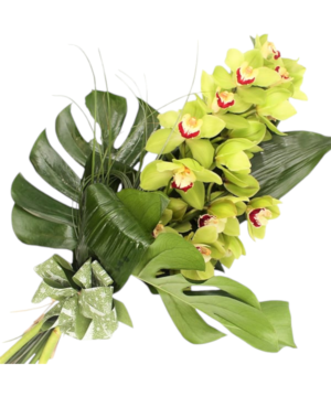 Trancio di orchidea cymbidium