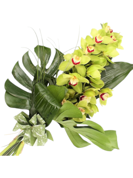 Trancio di orchidea cymbidium