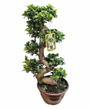 Bonsai ginseng grande