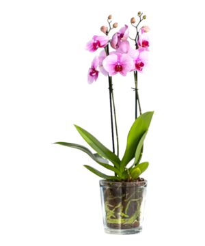 Orchidea phalaenopsis rosa