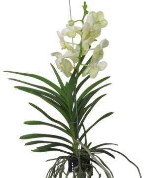 Orchidea Vanda bianca